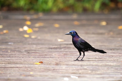 Bird perching on a wood