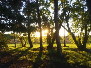 Sun shining through trees