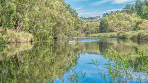 Scenic view of lake in forest