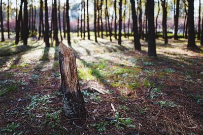 Trees in forest