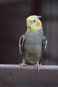 Close-up of parrot perching on wood