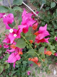 plant