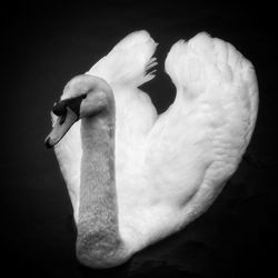 High angle view of swan swimming in lake at clifton country park