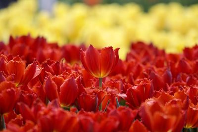 Close-up of yellow tulips