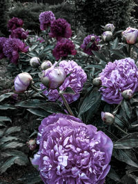 Close-up of purple flowering plants