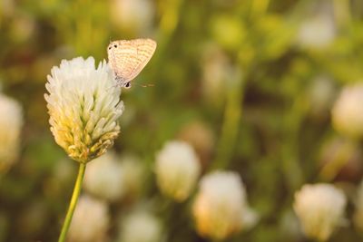 Close-up of insect on flower