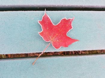 Close-up of leaf