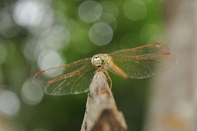 Close-up of dragonfly on leaf