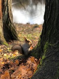 Squirrel on tree trunk