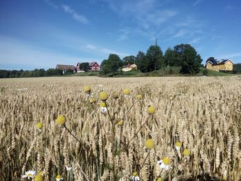 Plants growing on field against sky