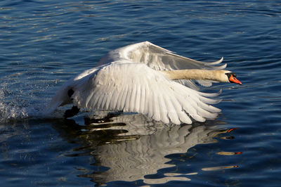 Swan swimming on lake
