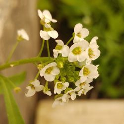 Close-up of flowers blooming outdoors