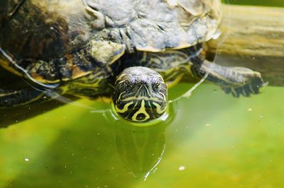 Close-up of turtle swimming in lake