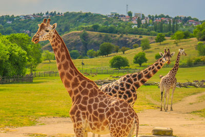 View of giraffe on field