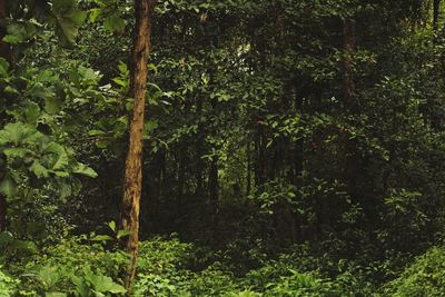 Bamboo trees in forest