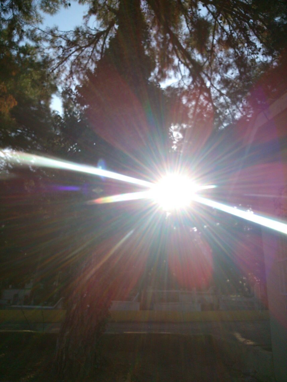 sunbeam, lens flare, sun, tree, sunlight, low angle view, glass - material, bright, nature, no people, growth, sunny, built structure, day, back lit, outdoors, branch, shiny, streaming, window