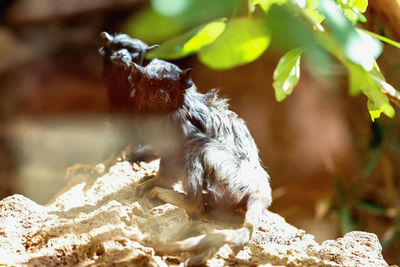 Tamarin monkeys on rock formation