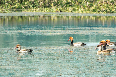 Ducks swimming in lake