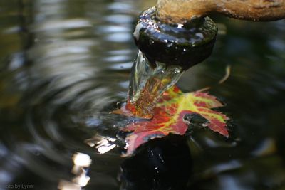 Close-up of water splashing on white background