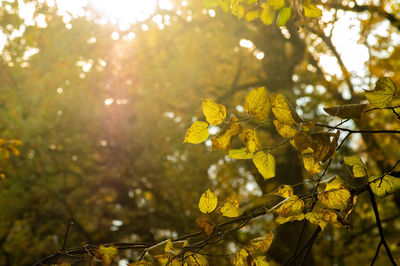 Close-up of yellow leaves on tree during sunny day