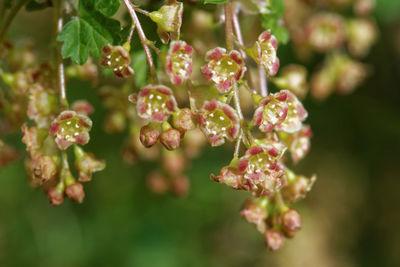 Close-up of flowering plant