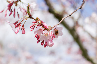 Close-up of pink cherry blossoms in spring