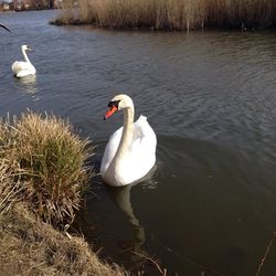 Swans swimming in lake