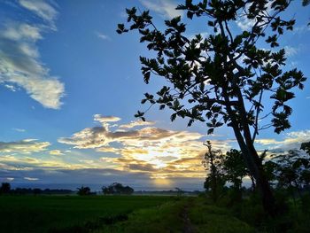 Trees on field against sky at sunset