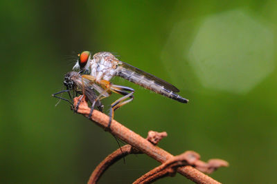 Close-up of insect on leaf