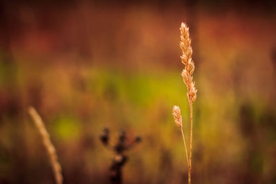 Close-up of plant on field