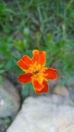 Close-up of orange flower blooming outdoors