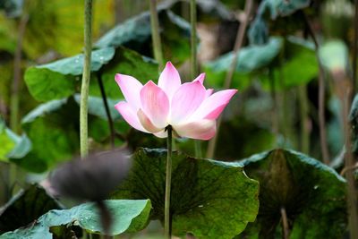 Close-up of pink lotus water lily