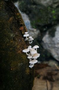Close-up of white flowers
