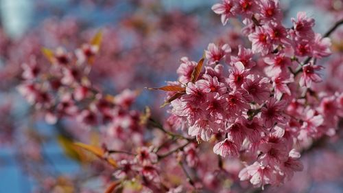 Close-up of pink flowers blooming on tree