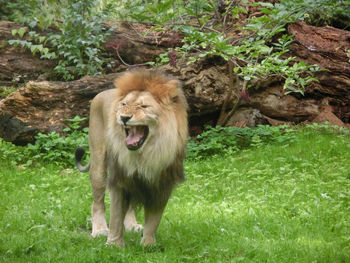 Lion in a field