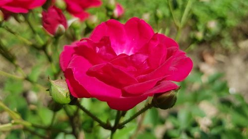 Close-up of pink flower blooming outdoors