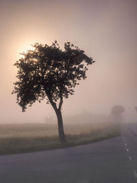 Tree on field by road against sky during foggy weather