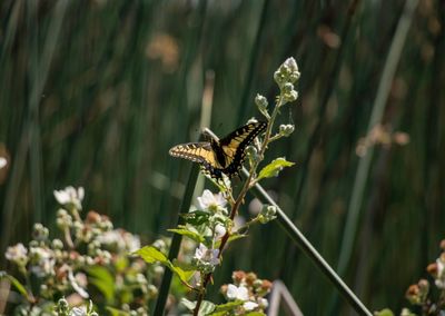 Close-up of butterfly pollinating on flower