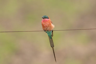 Close-up of bird perching on branch