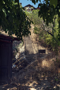 Plants growing on abandoned building