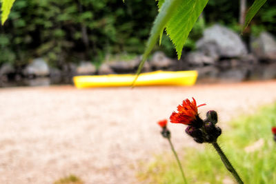 Close-up of red flower on plant