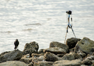 Man standing on rock at beach