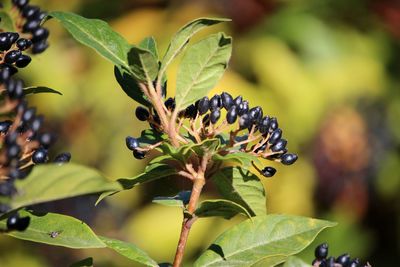 Close-up of leaves on plant