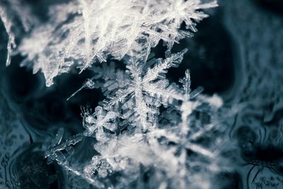 Close-up of frozen water