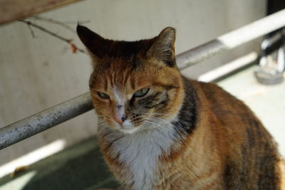 Close-up portrait of cat