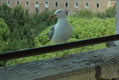 Close-up of bird perching outdoors