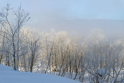 Close-up of trees against sky during winter