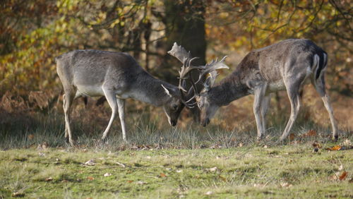 Deer in a forest