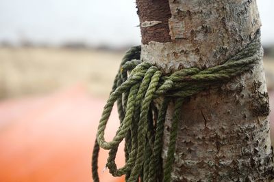 Close-up of rope tied on tree trunk