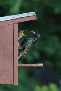 Profile view of bird feeding young animal